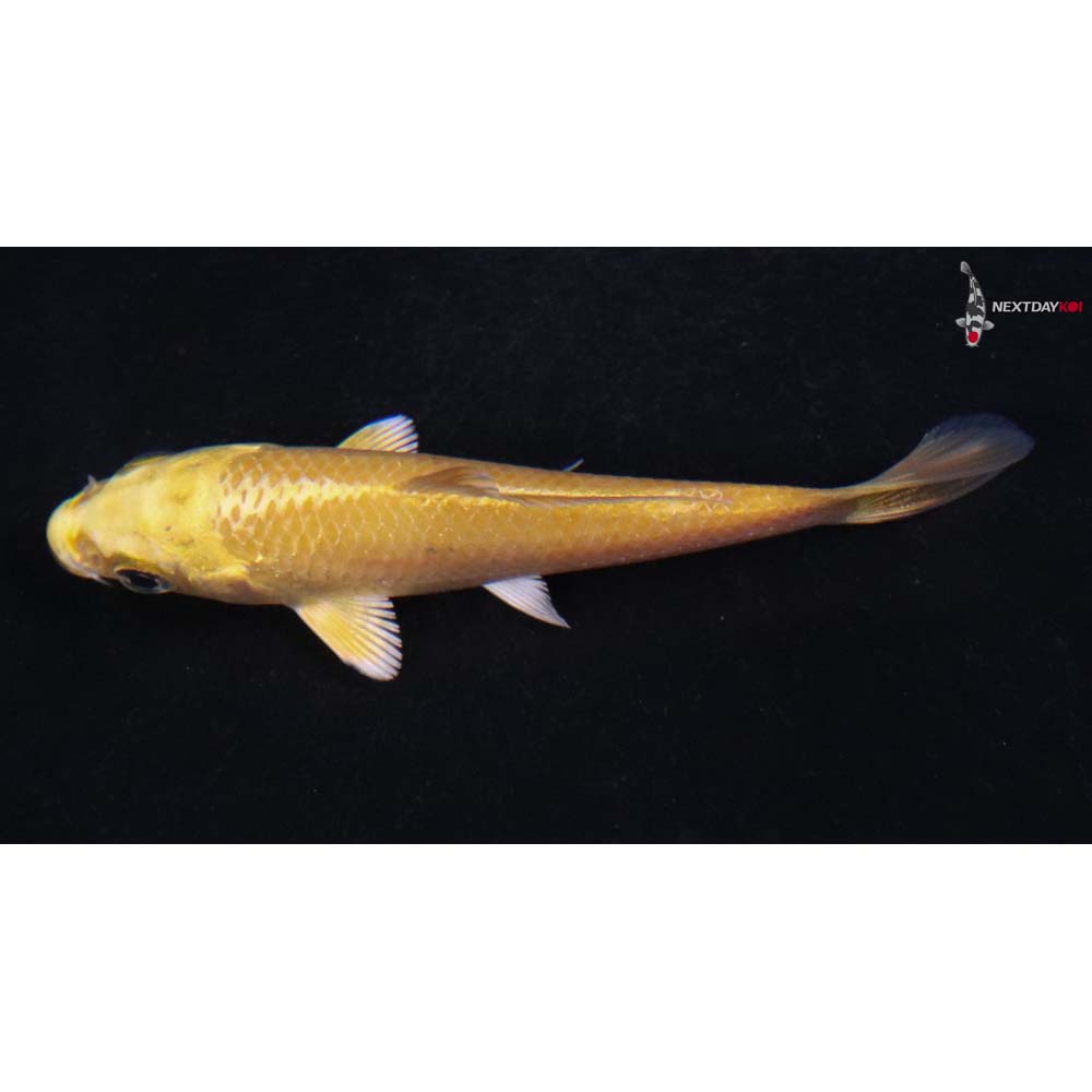 3” Imported Yamabuki Ogon