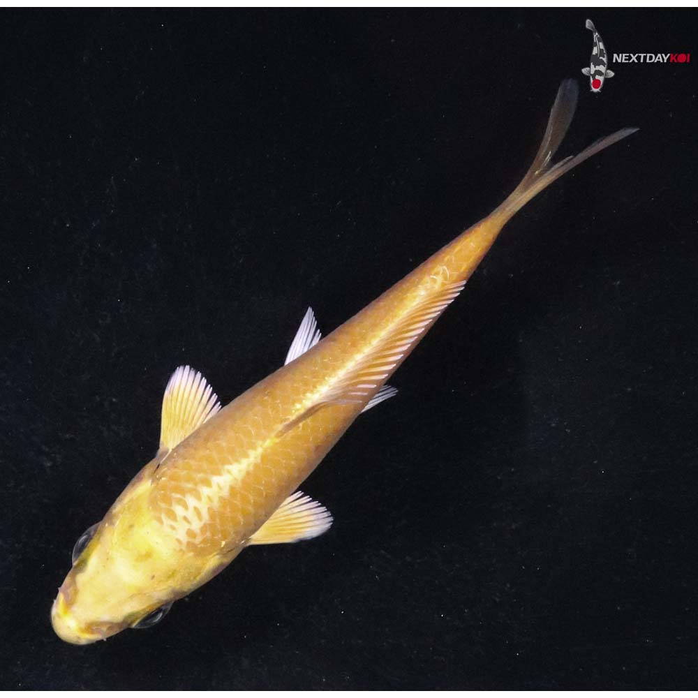 3” Imported Yamabuki Ogon