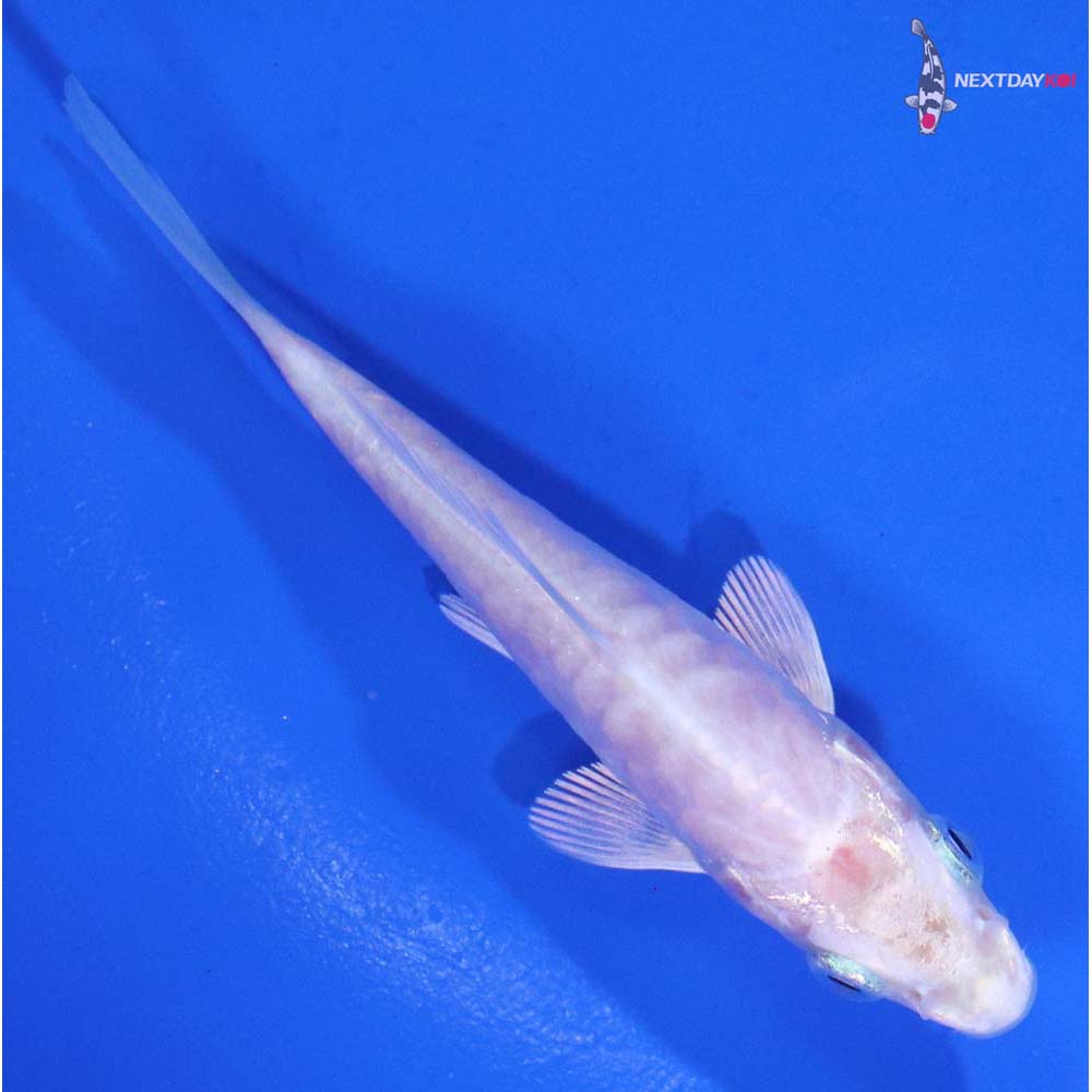 3.5” Imported Doitsu Platinum Ogon