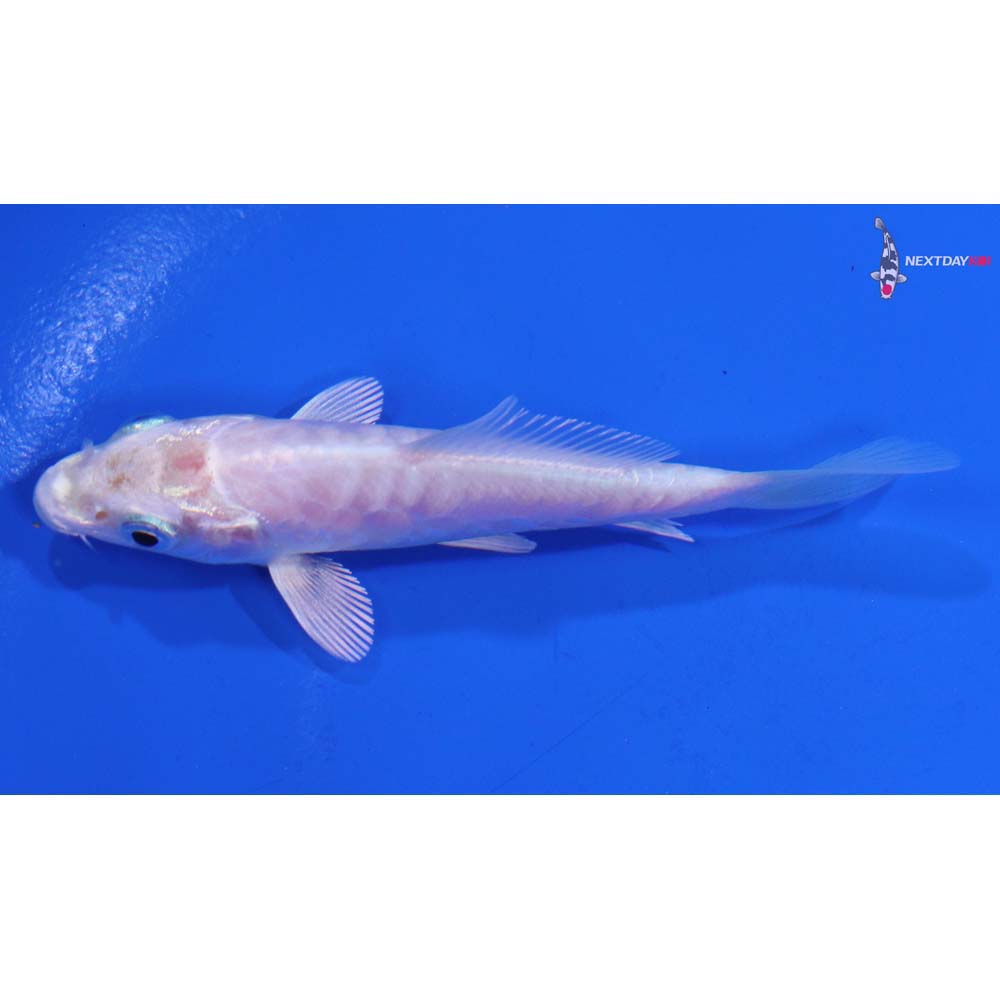 3.5” Imported Doitsu Platinum Ogon