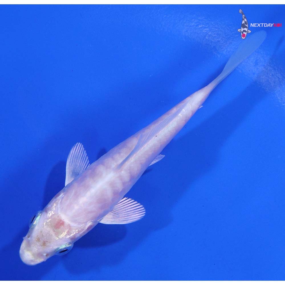 3.5” Imported Doitsu Platinum Ogon