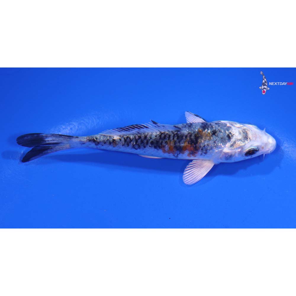 3.5” Imported Yamato Nishiki