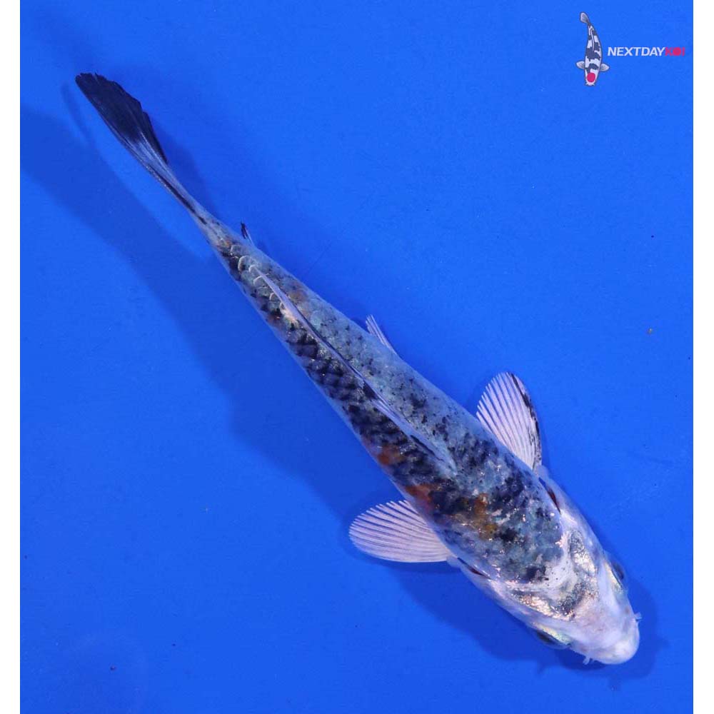 3.5” Imported Yamato Nishiki