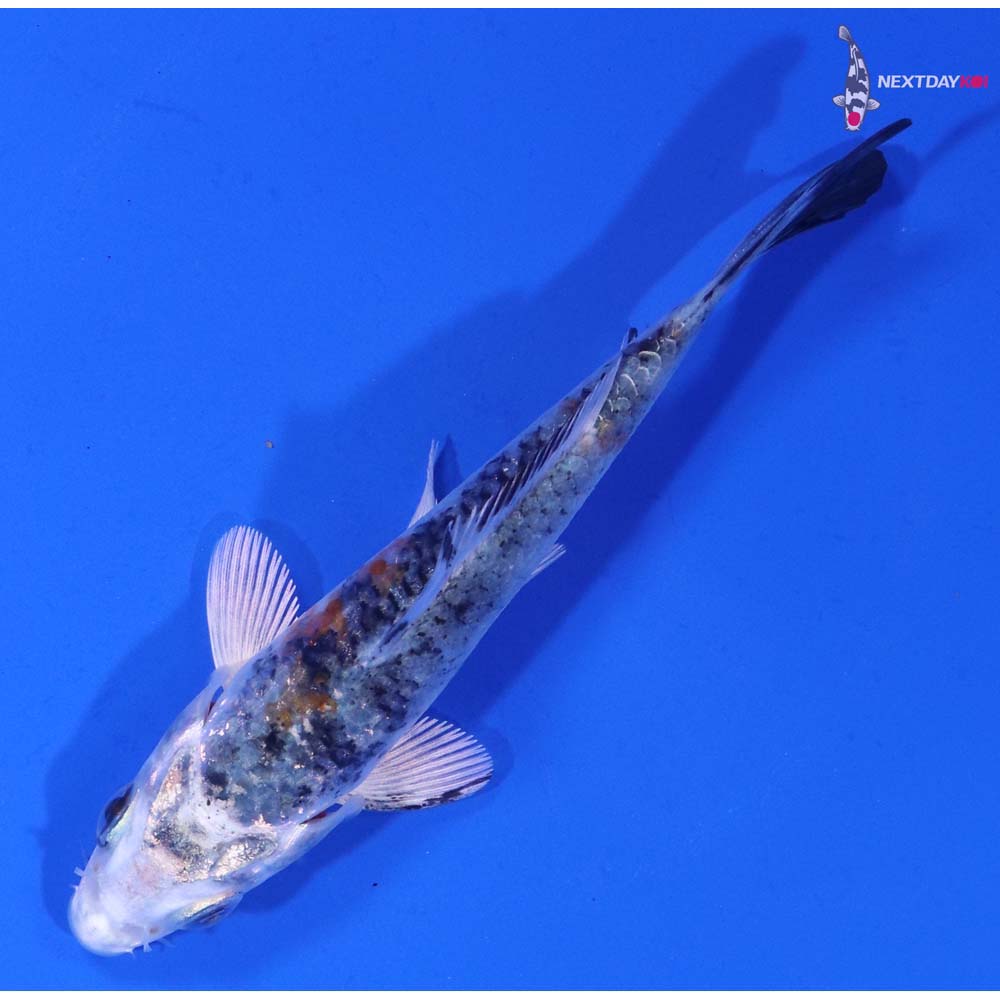 3.5” Imported Yamato Nishiki