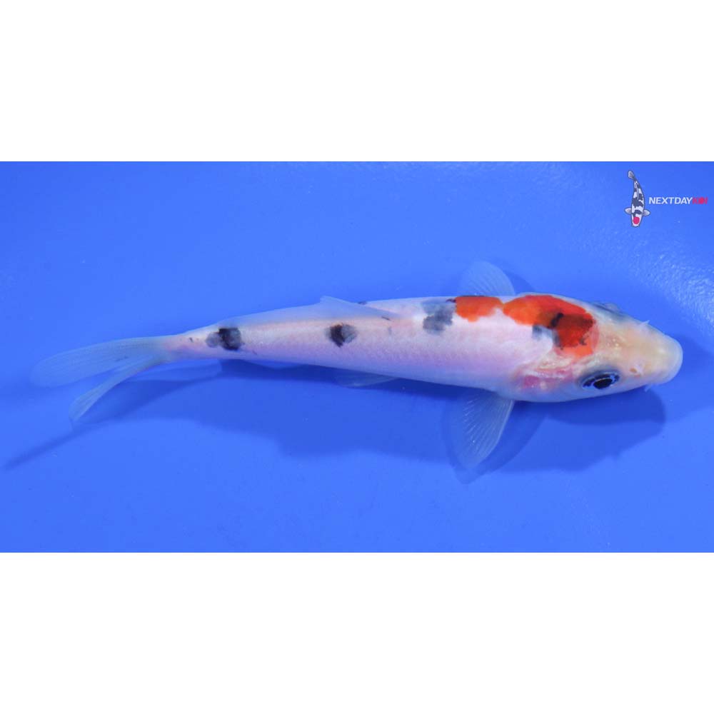 3.5” Imported Doitsu Sanke