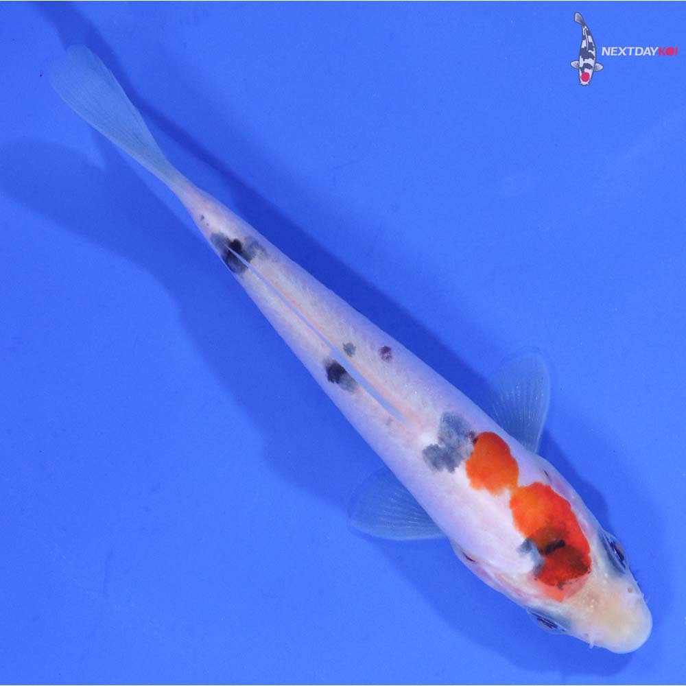 3.5” Imported Doitsu Sanke