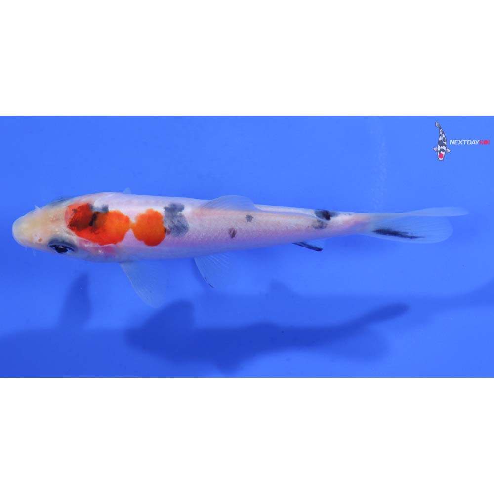 3.5” Imported Doitsu Sanke