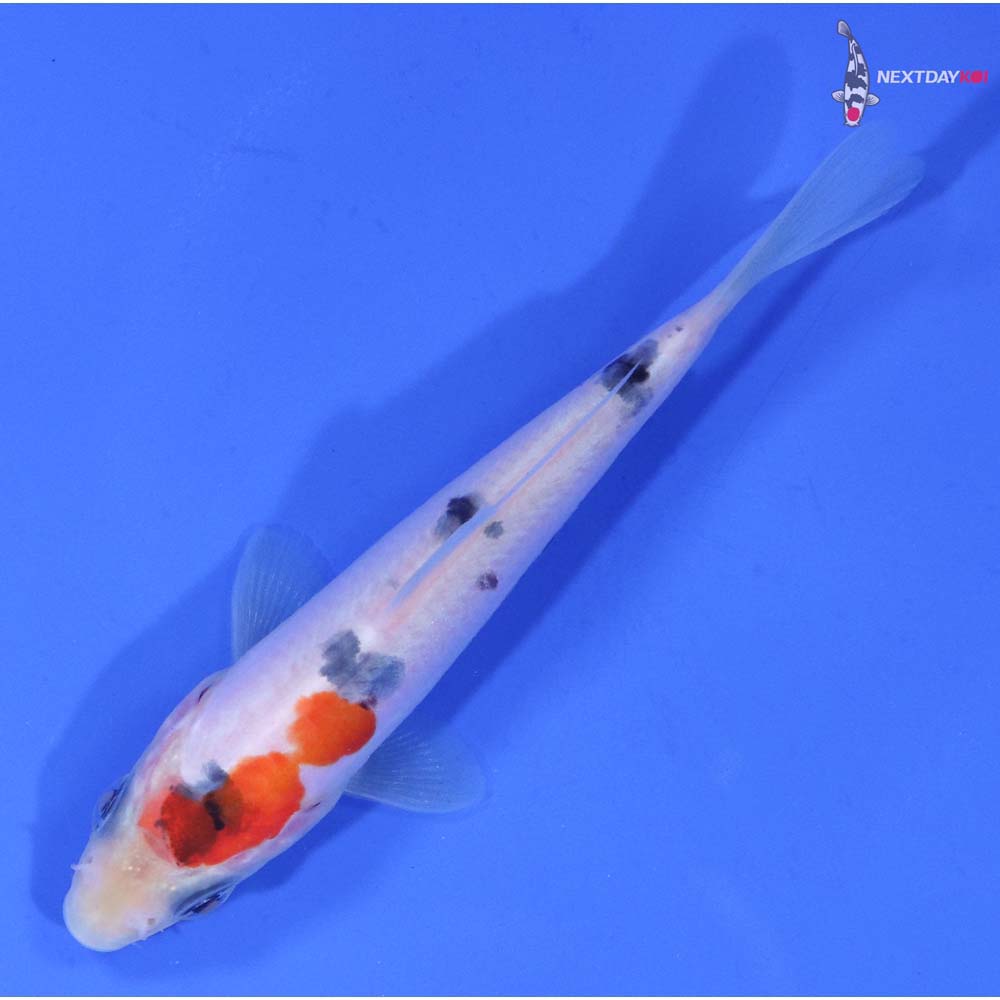 3.5” Imported Doitsu Sanke