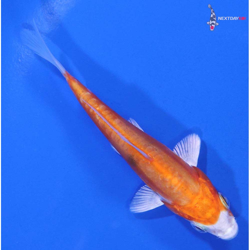 4” Imported Kikusui