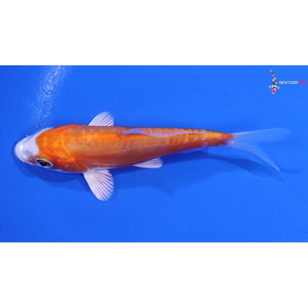 4” Imported Kikusui