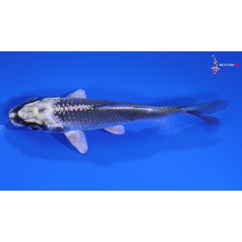 4” Imported Gin Matsuba