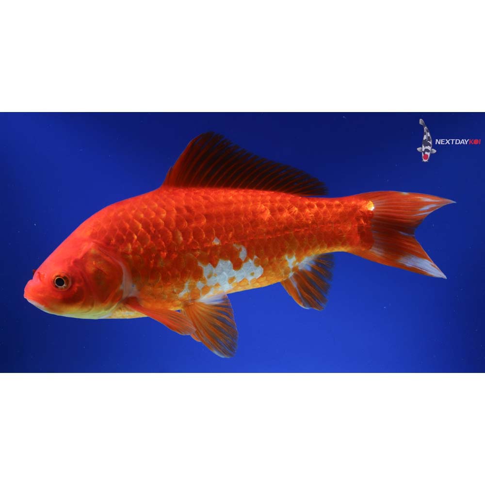 10” Imported Sarasa Comet