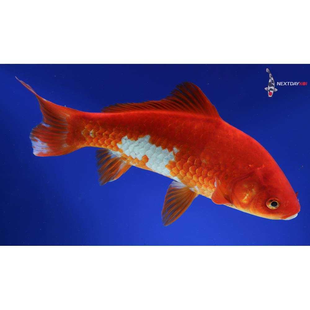 10” Imported Sarasa Comet