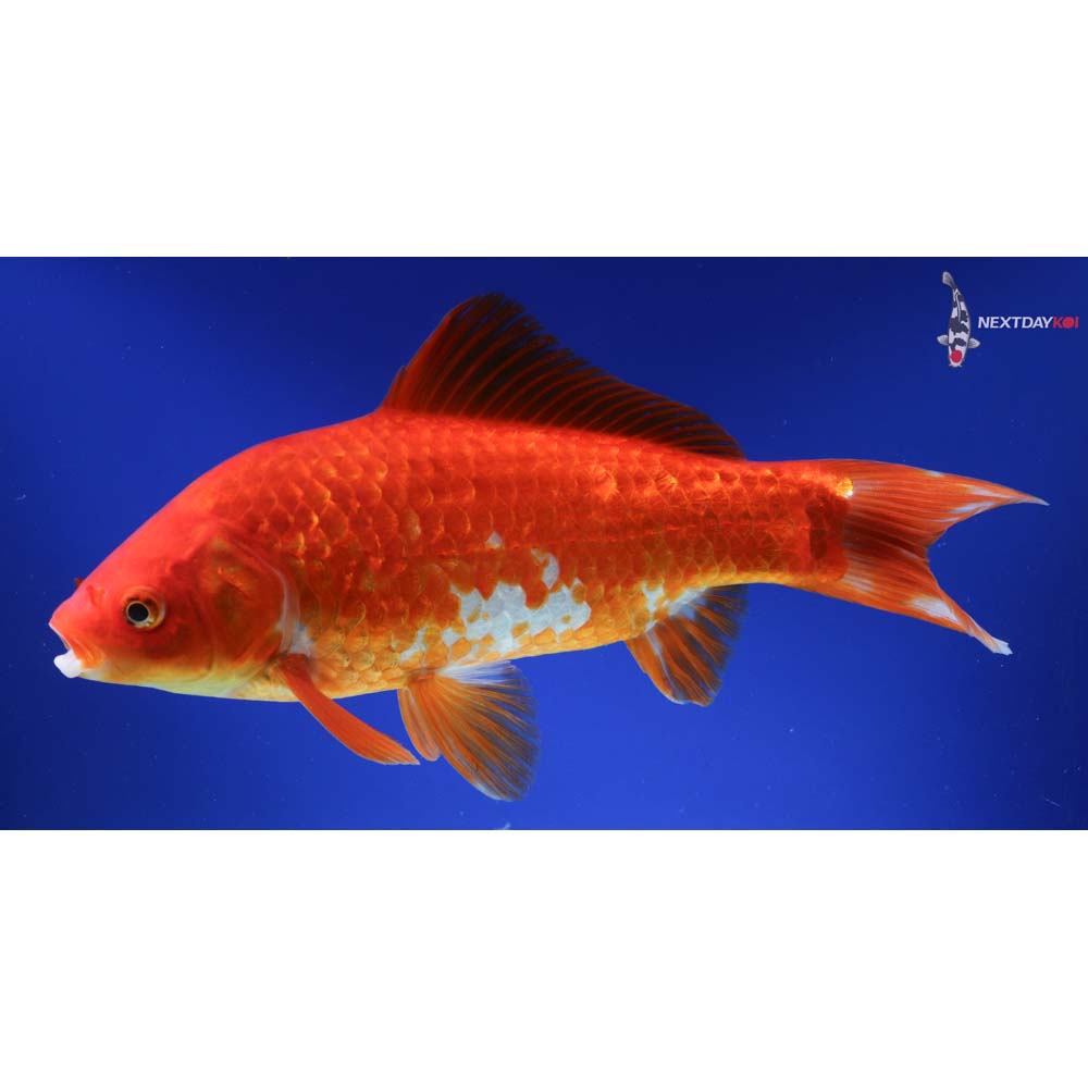 10” Imported Sarasa Comet