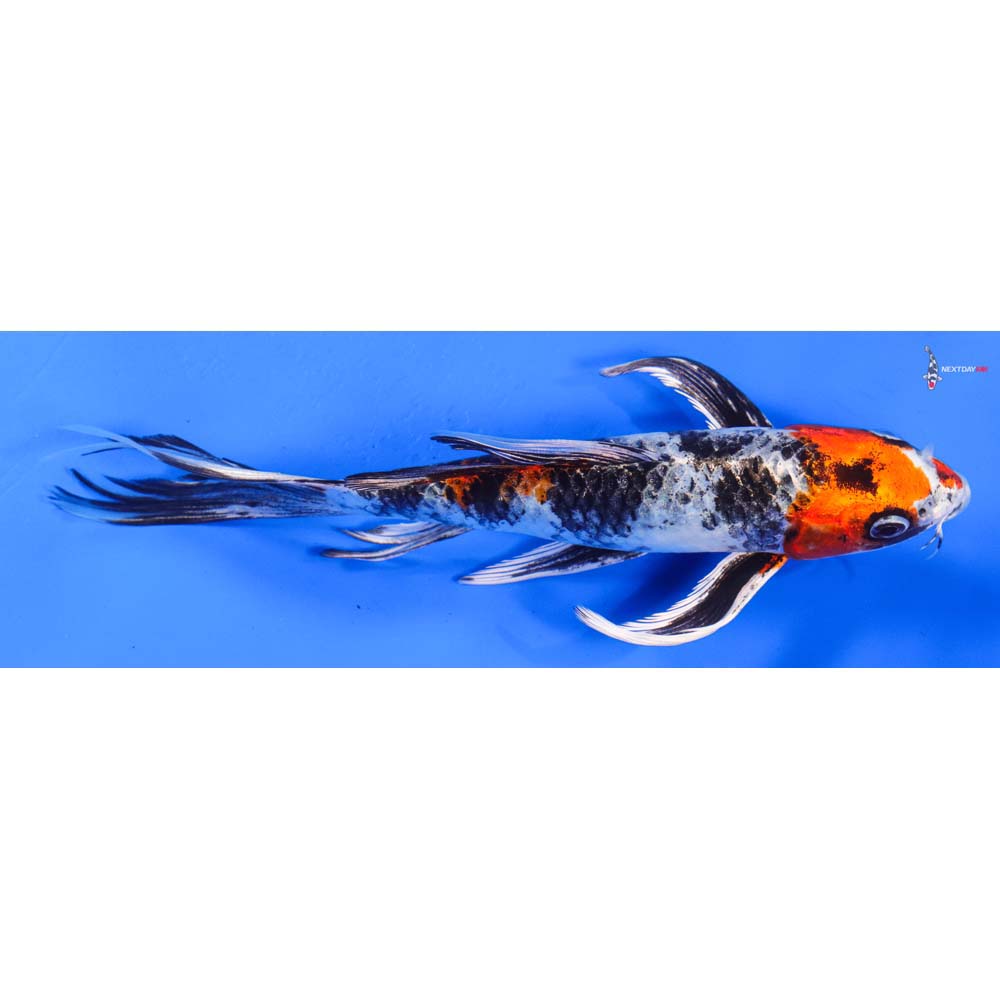 8” Imported Kin Showa Butterfly Koi