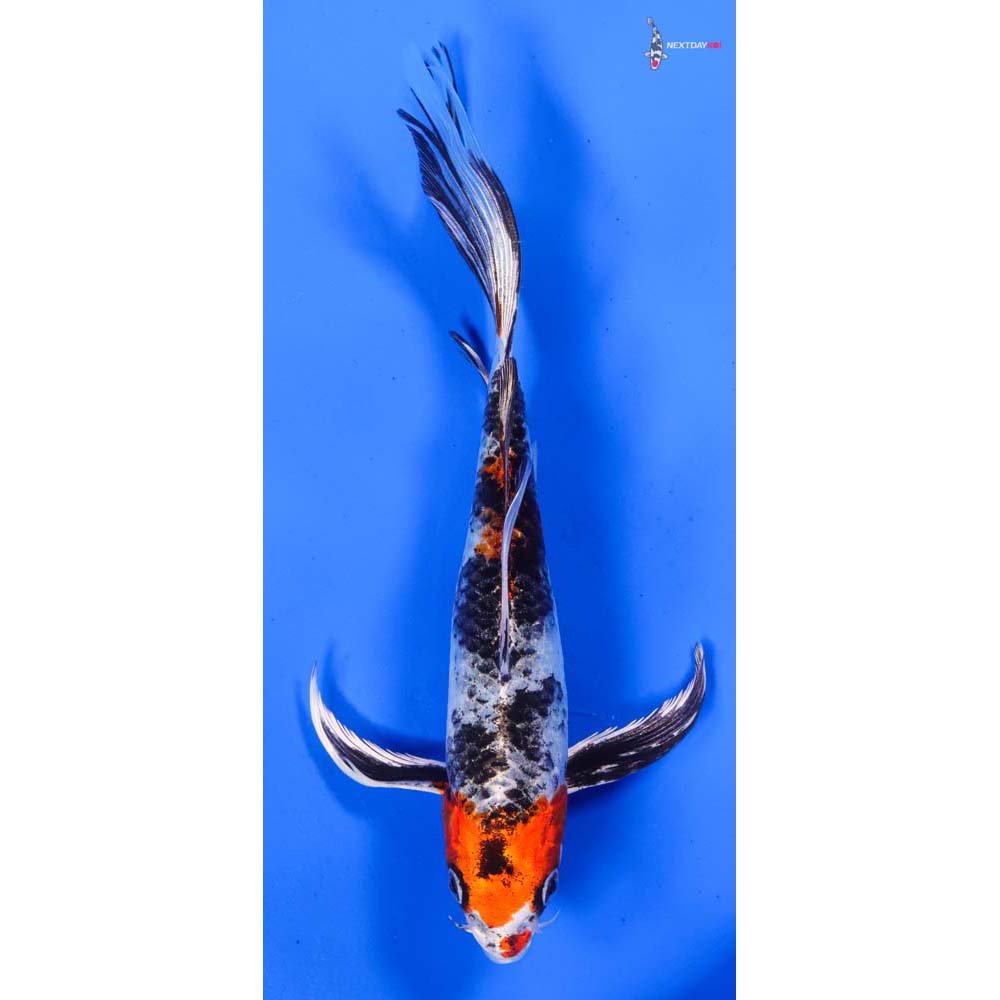 8” Imported Kin Showa Butterfly Koi