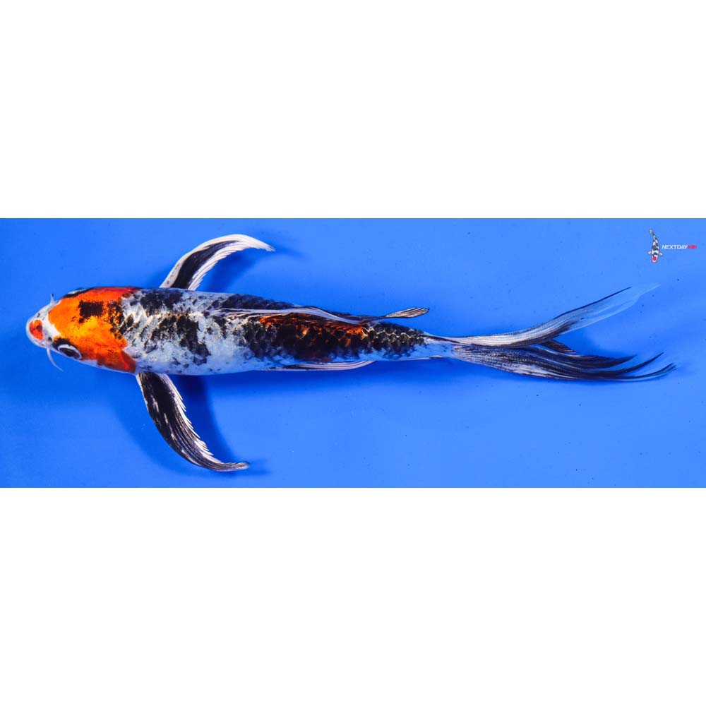 8” Imported Kin Showa Butterfly Koi