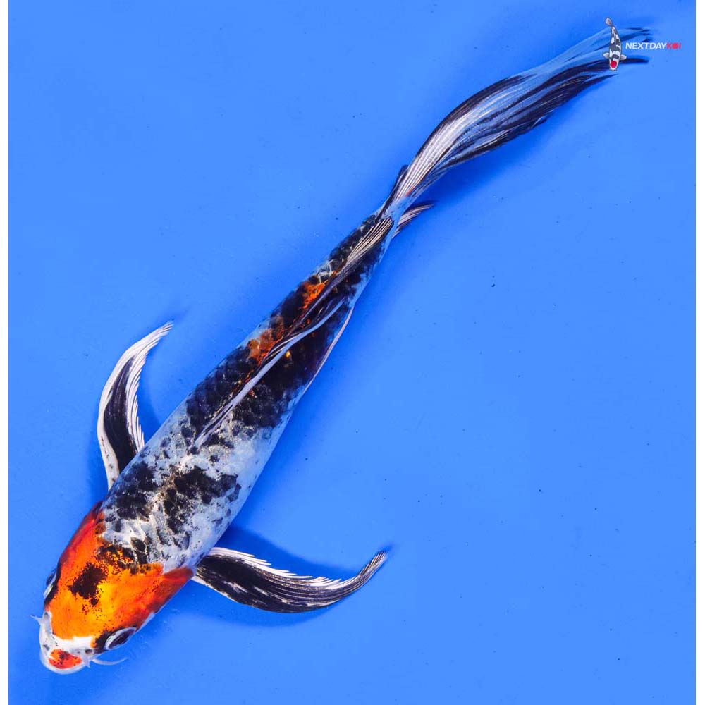 8” Imported Kin Showa Butterfly Koi