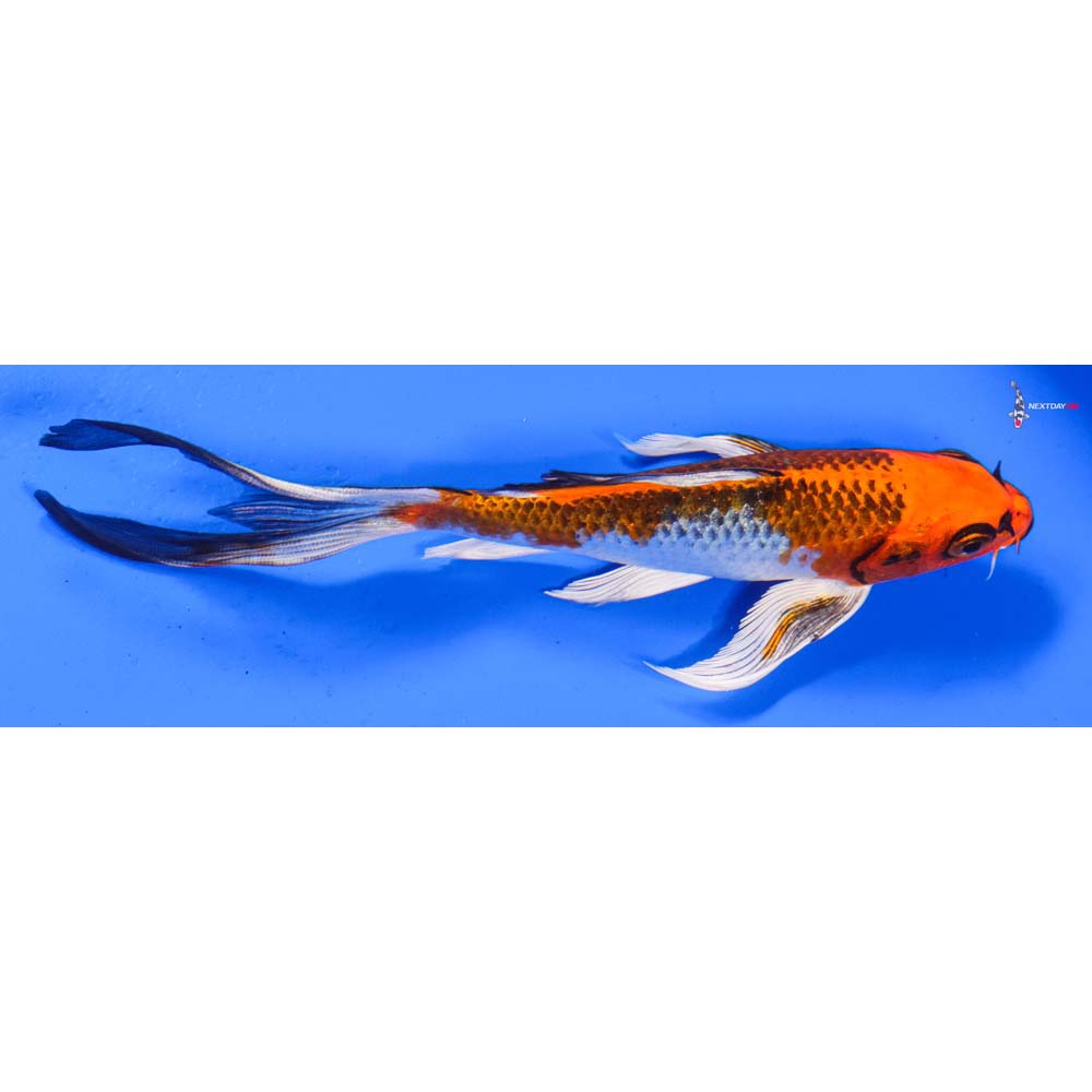 7” Imported Kujaku Butterfly Koi