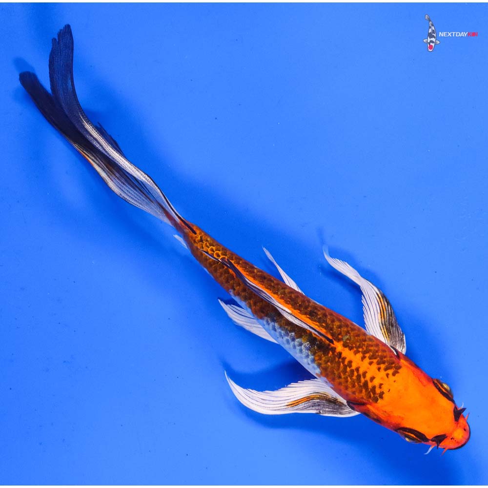 7” Imported Kujaku Butterfly Koi
