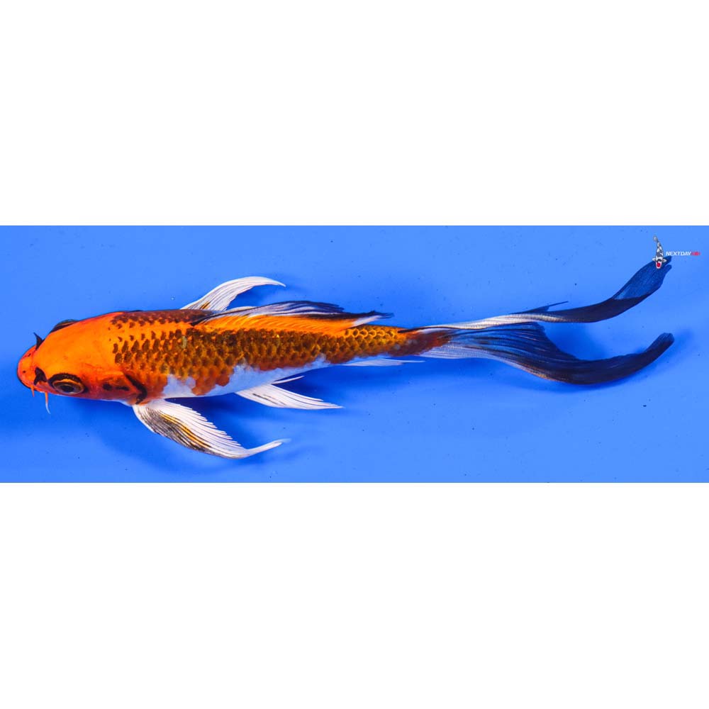 7” Imported Kujaku Butterfly Koi