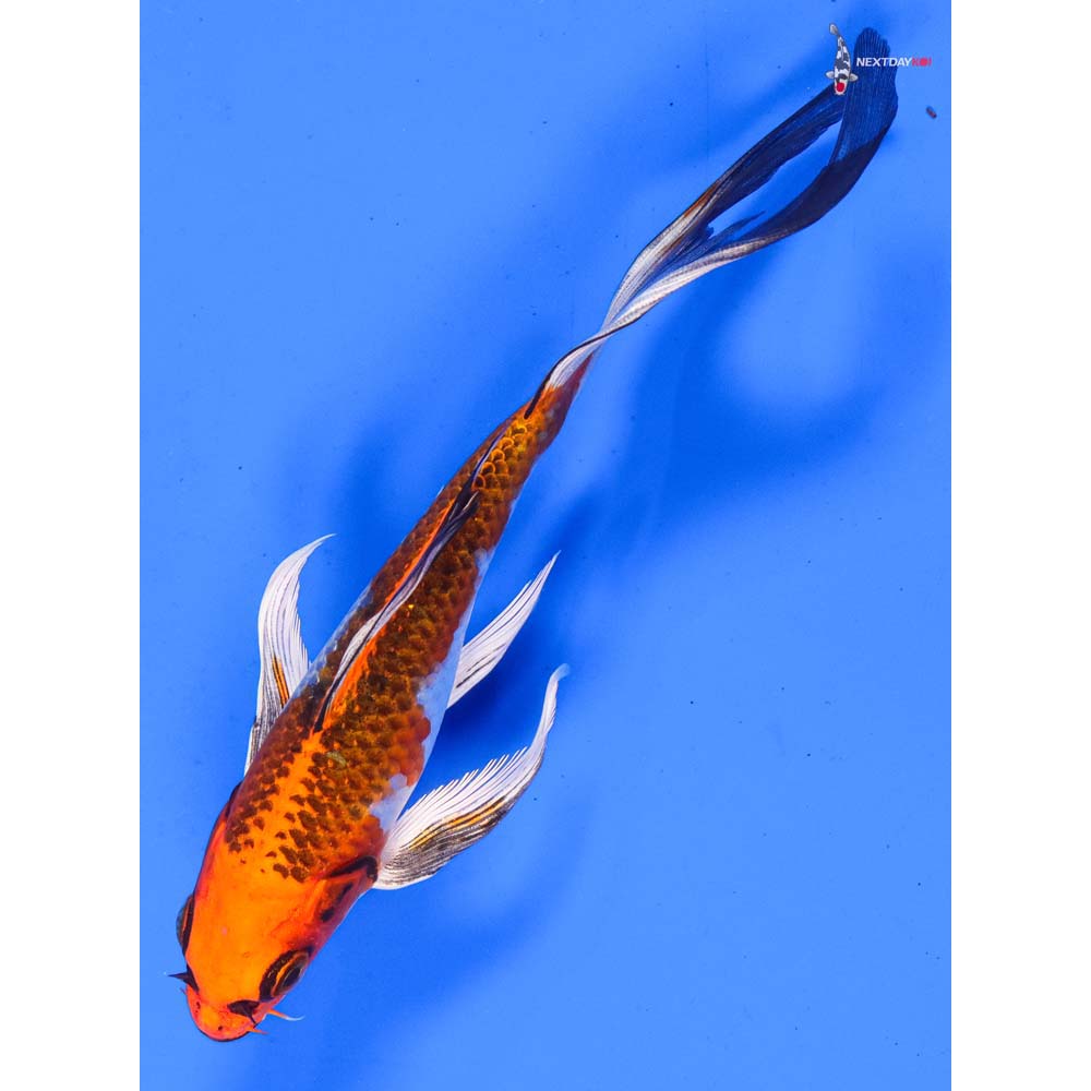 7” Imported Kujaku Butterfly Koi