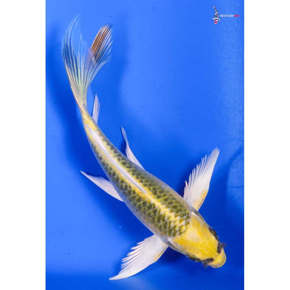6” Imported Ki Matsuba Butterfly Koi