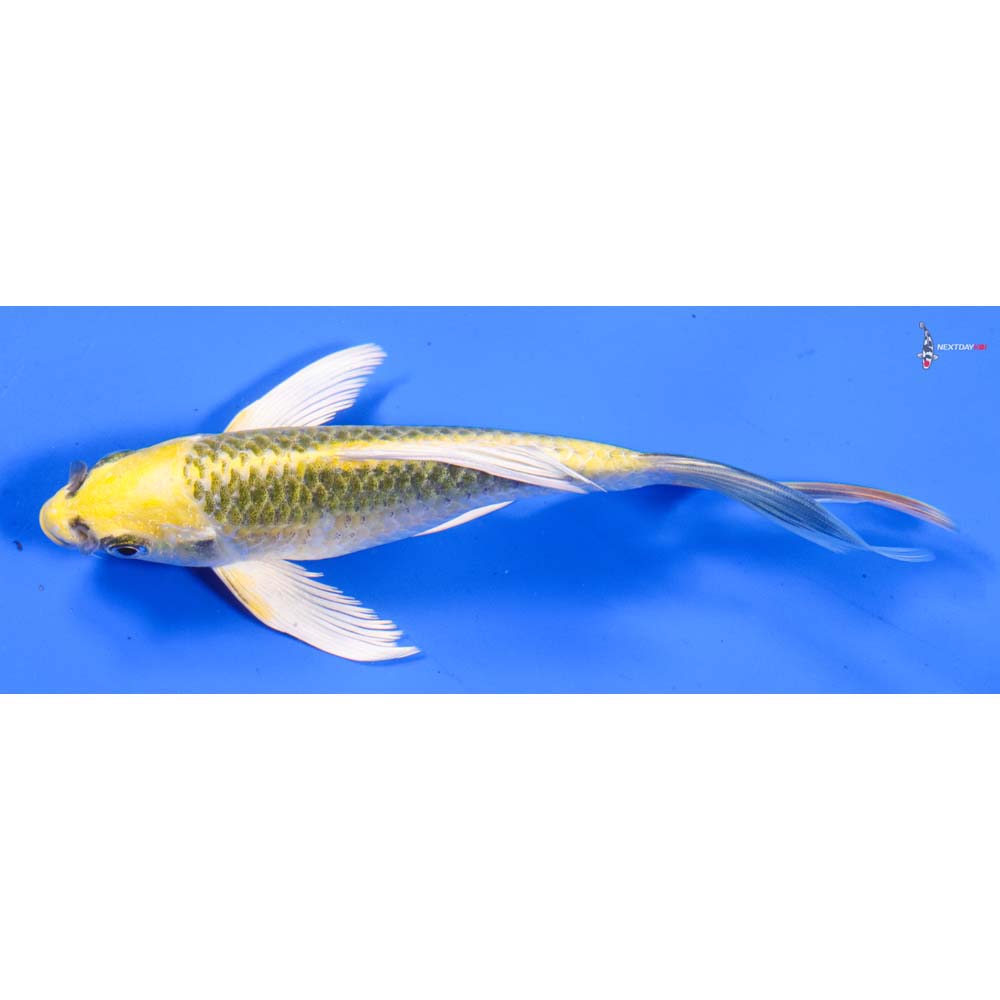 6” Imported Ki Matsuba Butterfly Koi