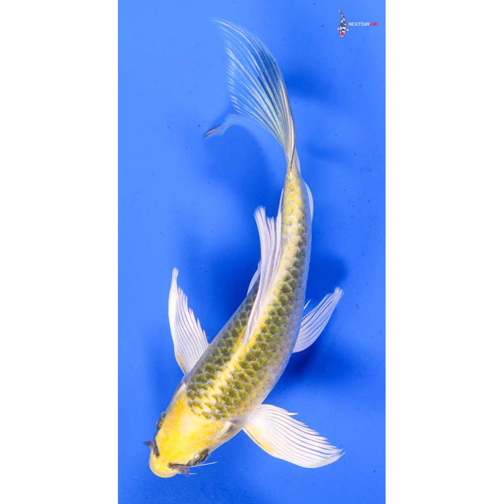 6” Imported Ki Matsuba Butterfly Koi