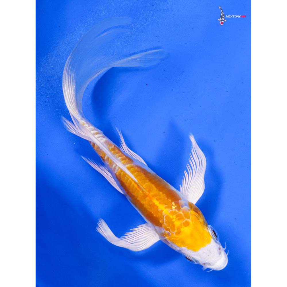 6” Imported Kikusui Butterfly Koi