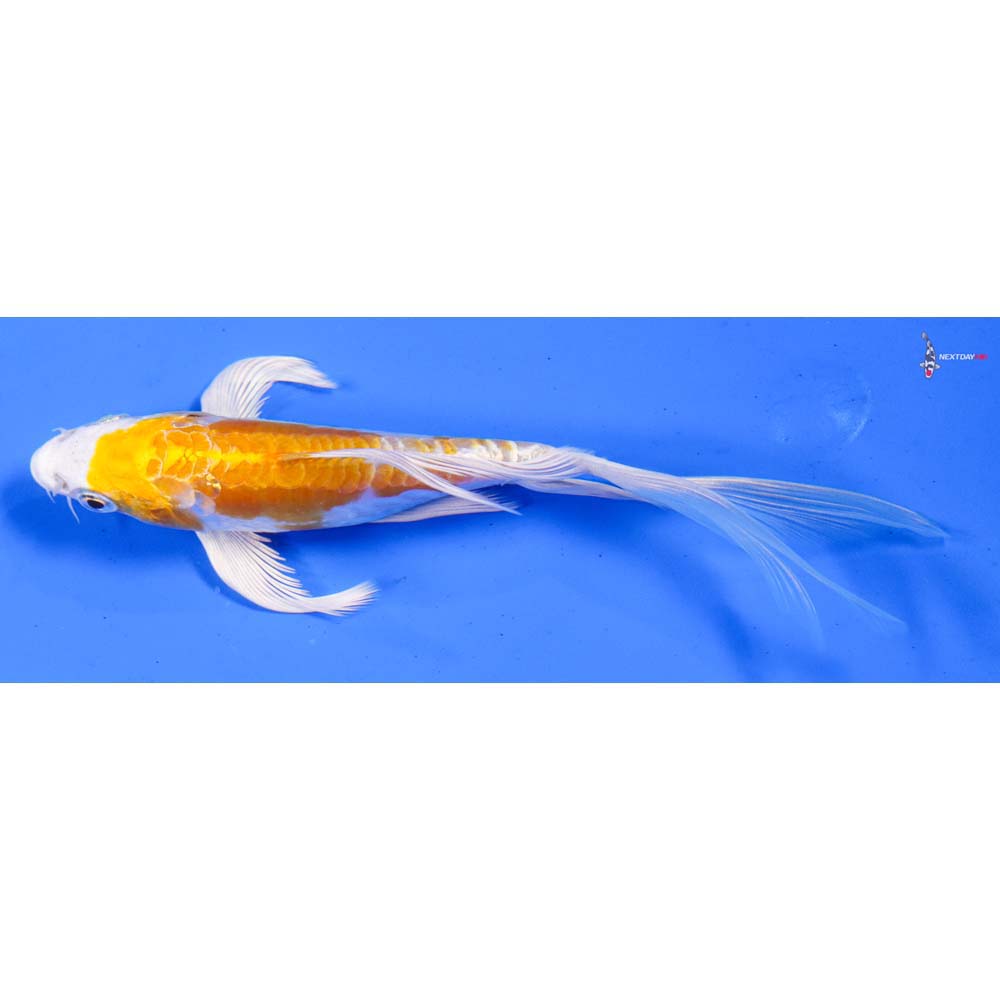 6” Imported Kikusui Butterfly Koi