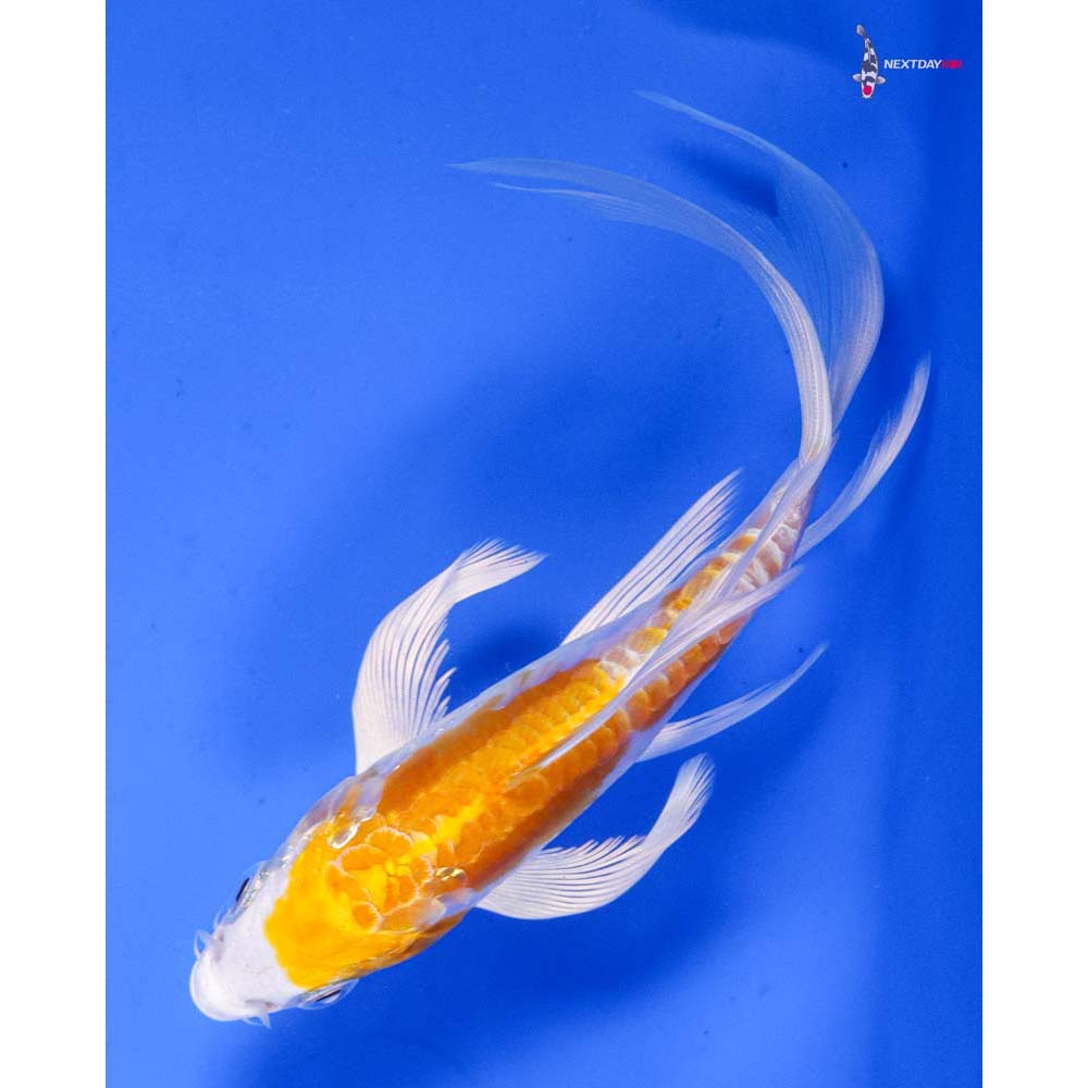 6” Imported Kikusui Butterfly Koi