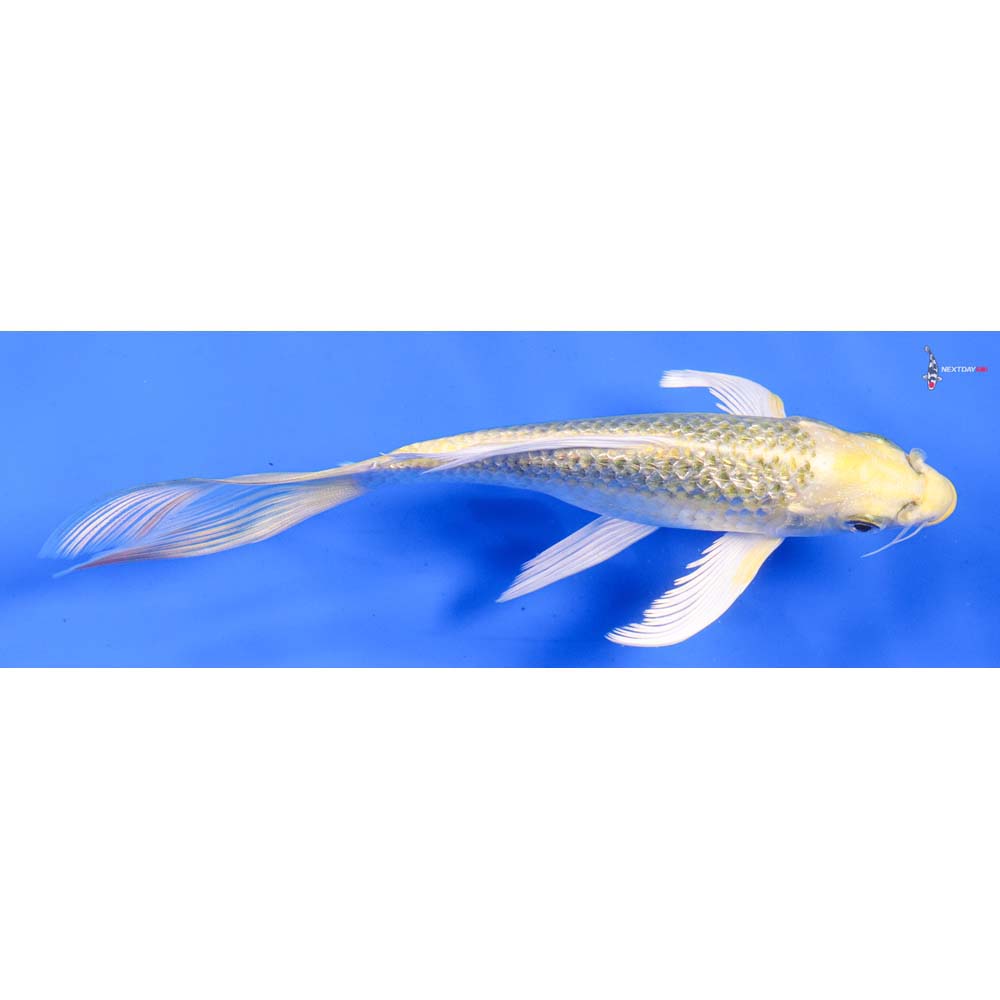 6” Imported Gin Rin Ki Matsuba Butterfly Koi