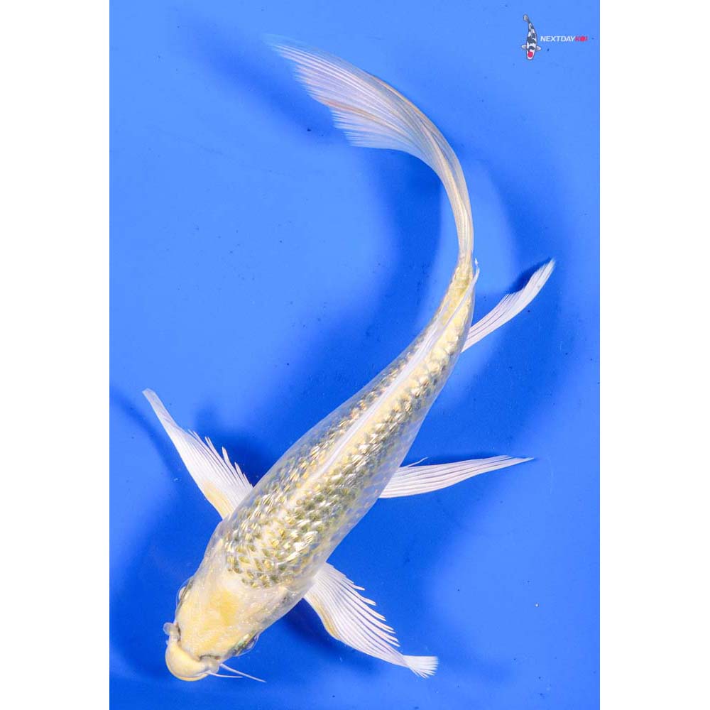 6” Imported Gin Rin Ki Matsuba Butterfly Koi