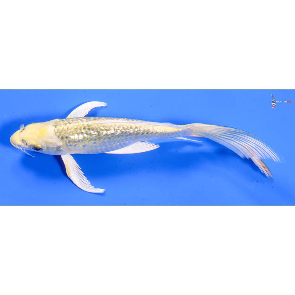6” Imported Gin Rin Ki Matsuba Butterfly Koi