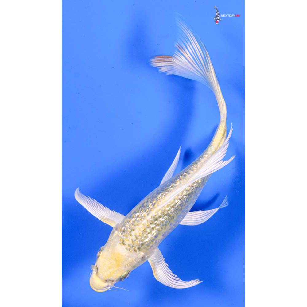 6” Imported Gin Rin Ki Matsuba Butterfly Koi