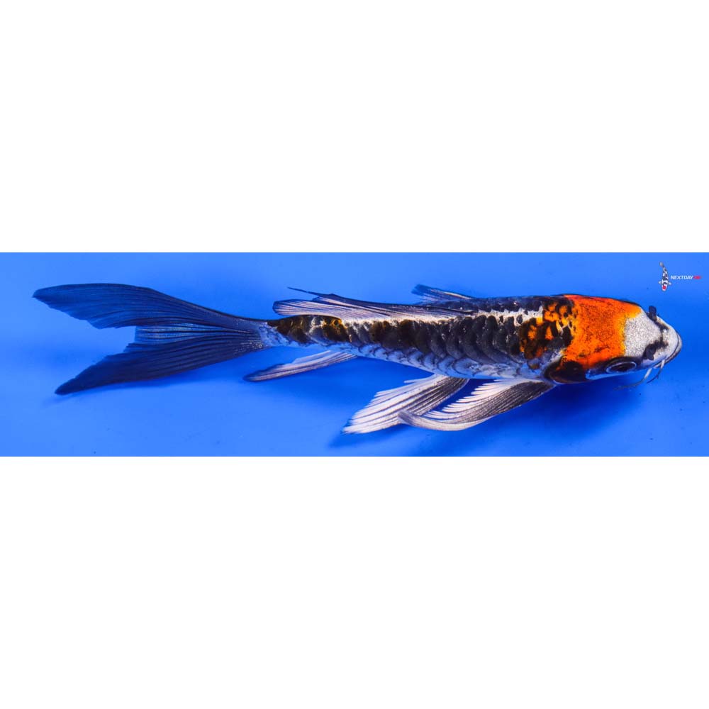 6” Imported Armor Scaled Kujaku Butterfly Koi