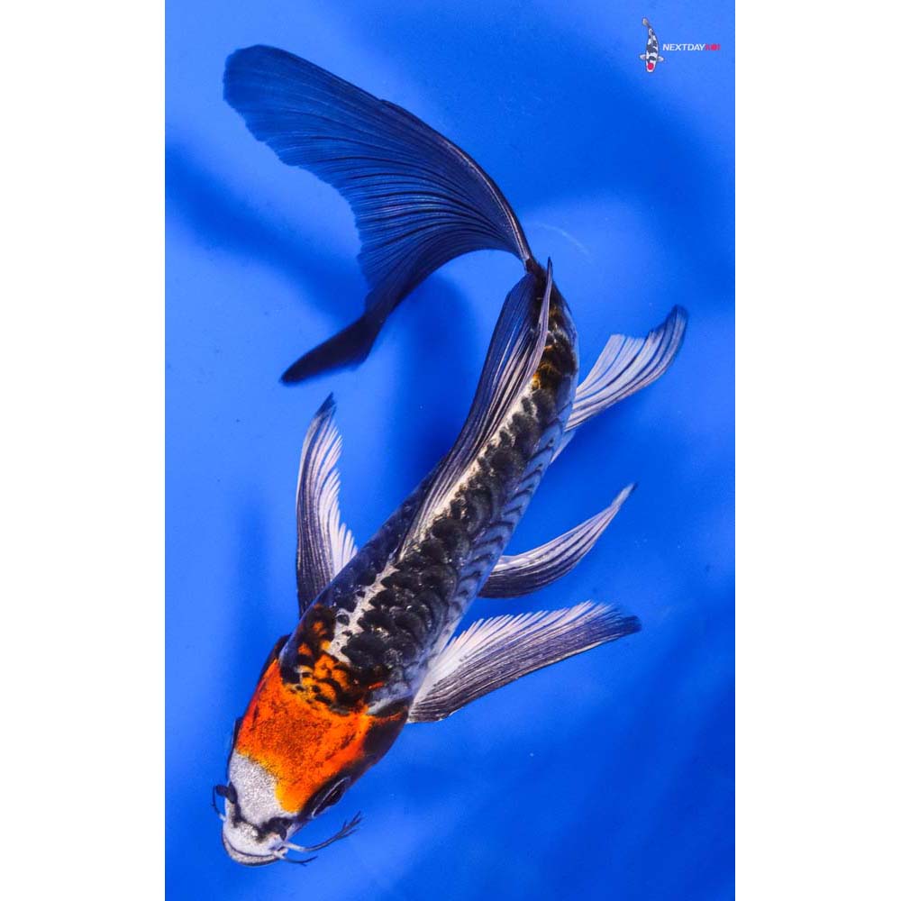 6” Imported Armor Scaled Kujaku Butterfly Koi