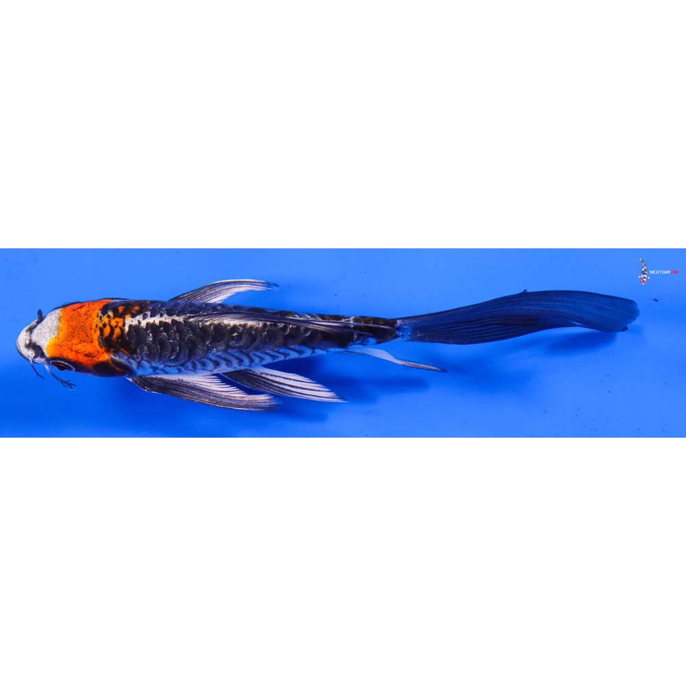 6” Imported Armor Scaled Kujaku Butterfly Koi