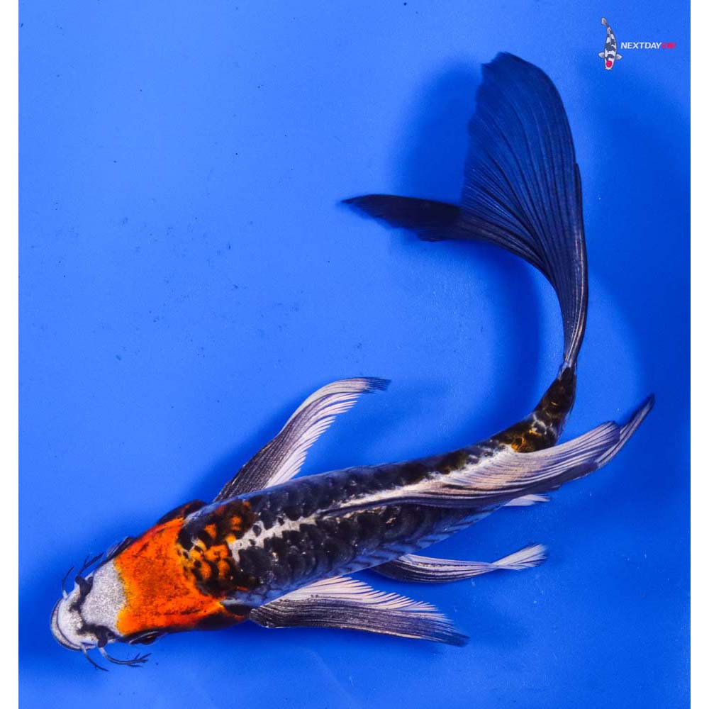 6” Imported Armor Scaled Kujaku Butterfly Koi