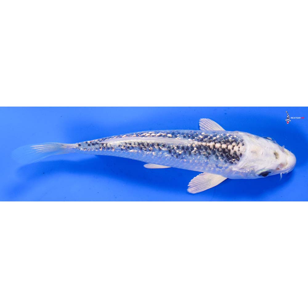 6” Imported Gin Rin Gin Matsuba