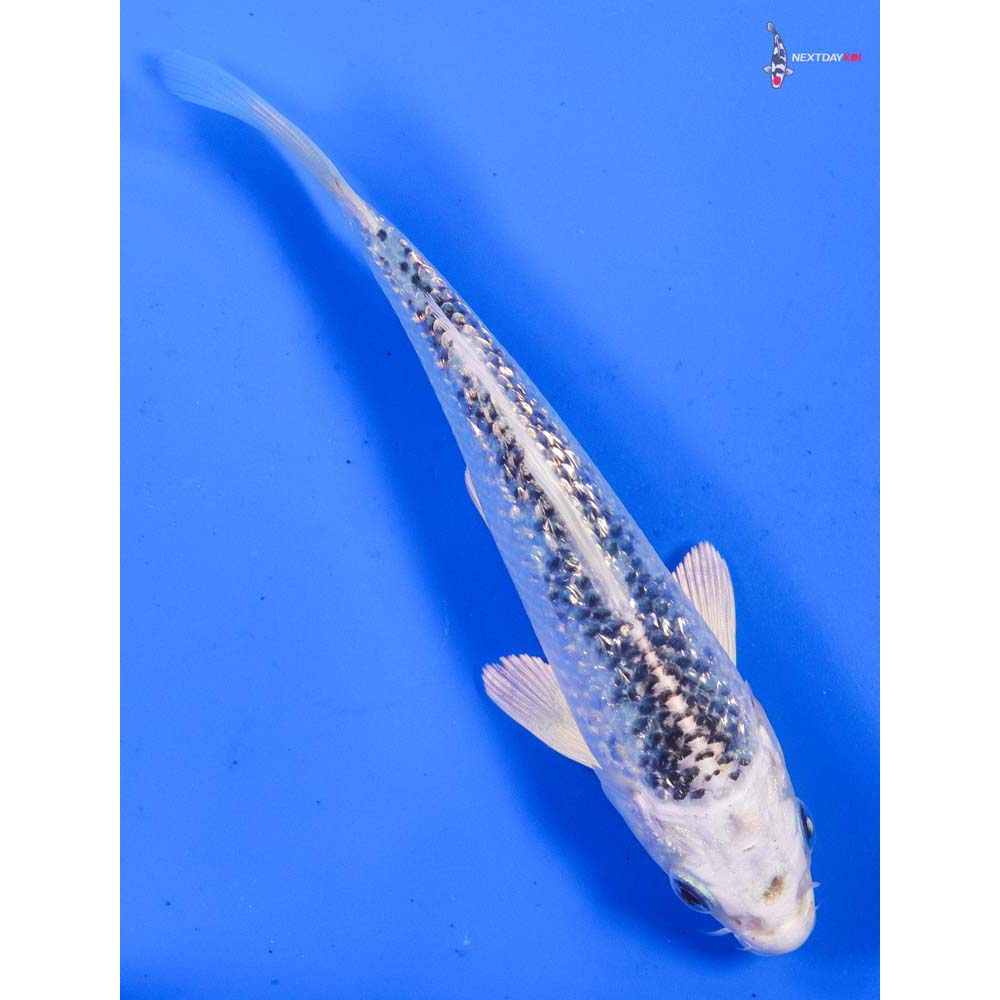 6” Imported Gin Rin Gin Matsuba