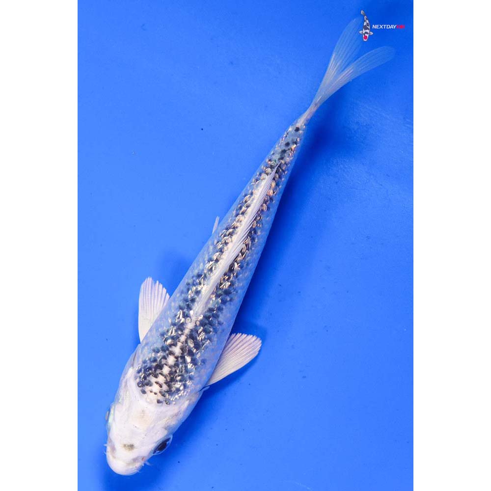 6” Imported Gin Rin Gin Matsuba