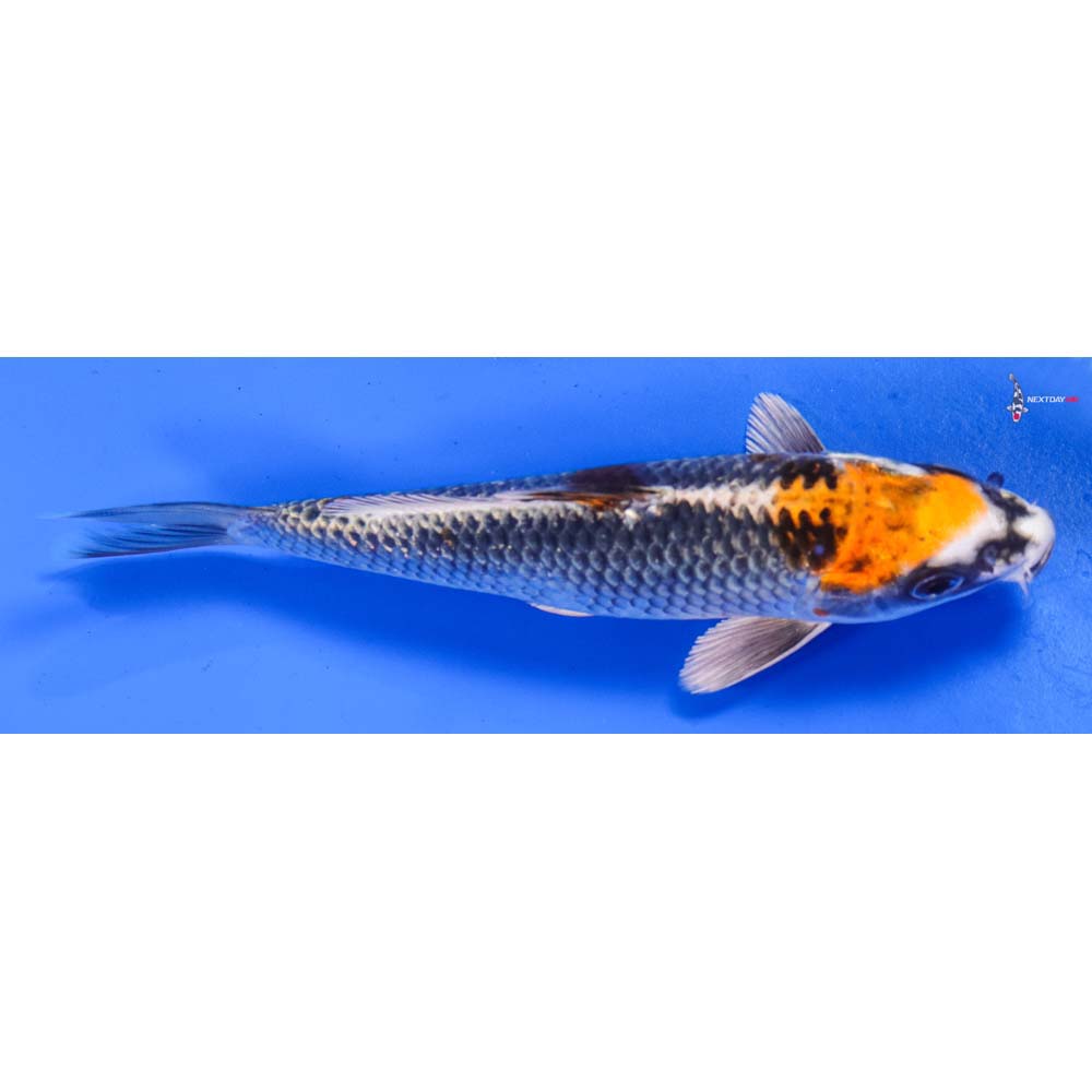 6” Imported Kujaku