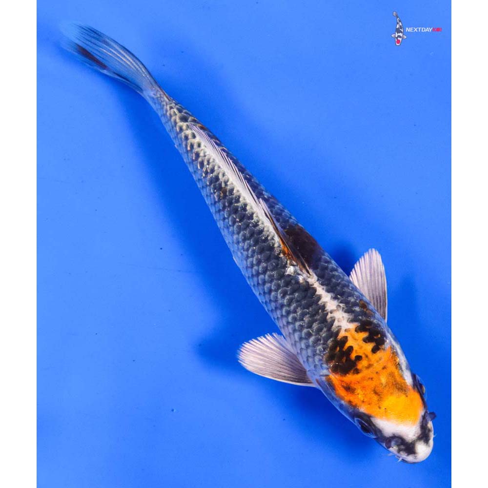6” Imported Kujaku