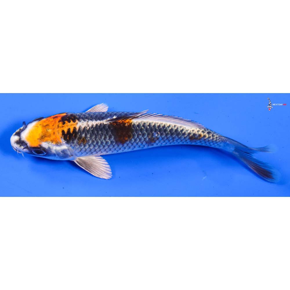 6” Imported Kujaku