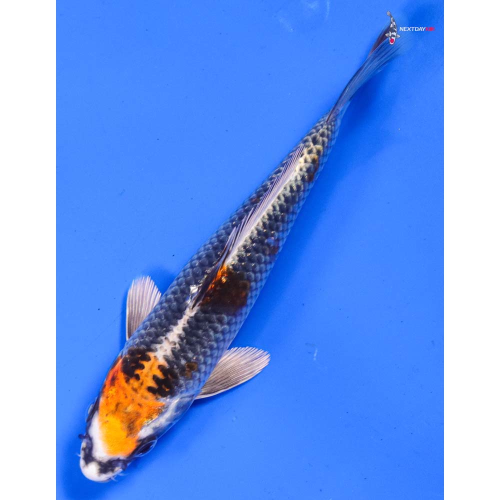 6” Imported Kujaku