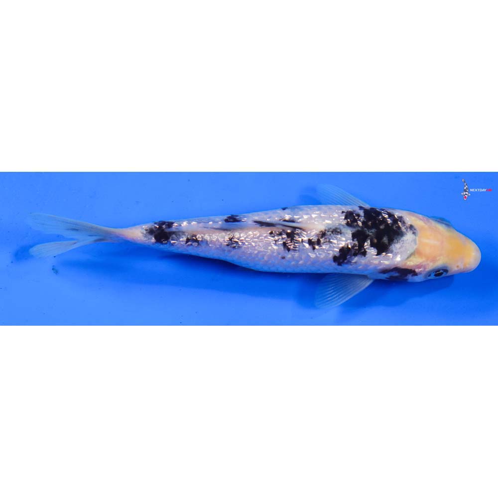 6” Imported Gin Rin Shiro Bekko