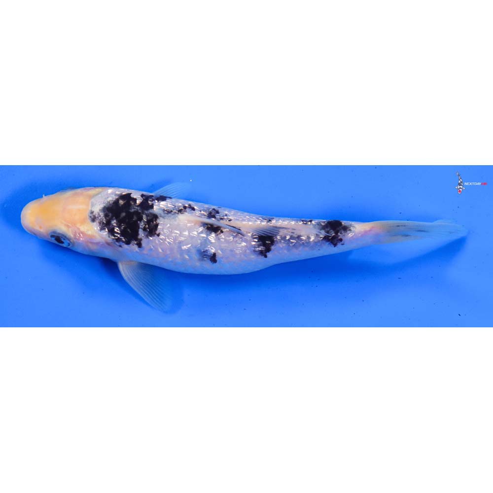 6” Imported Gin Rin Shiro Bekko