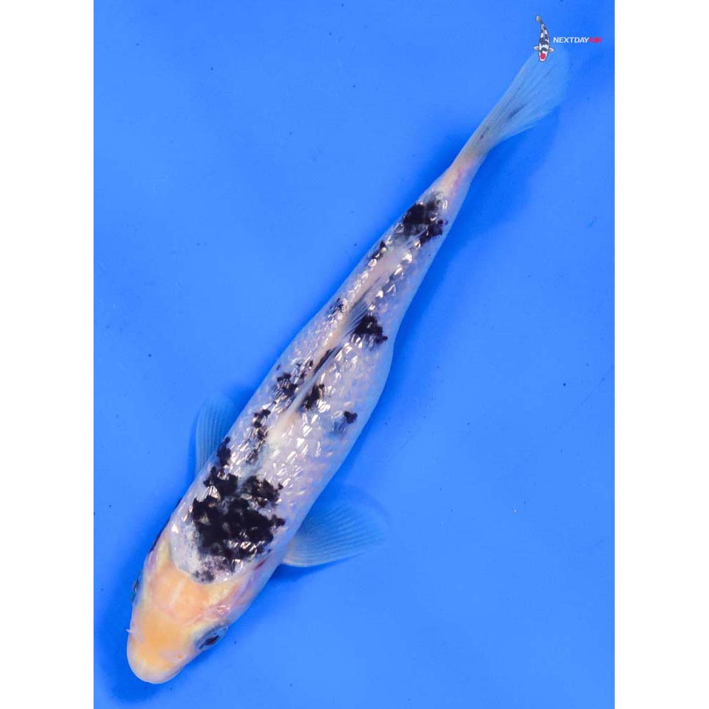 6” Imported Gin Rin Shiro Bekko